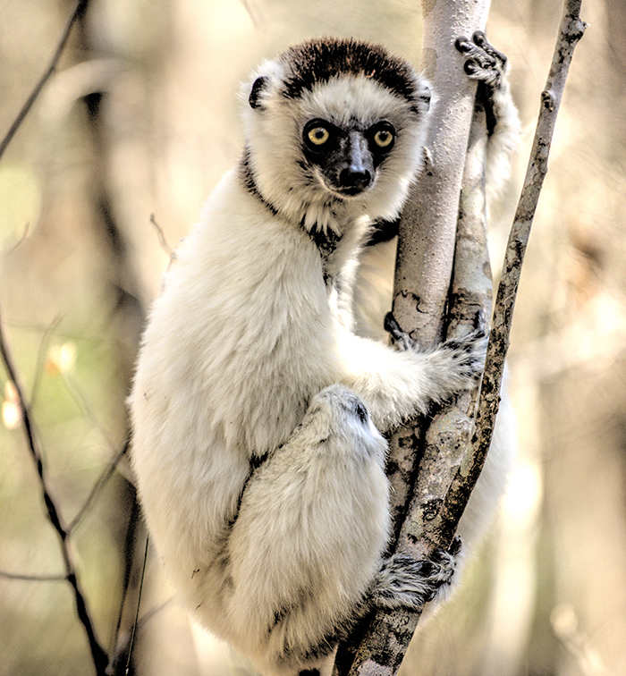 Veerreaux sifaka